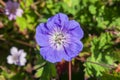 Geranium cinereum `Ballerina` Royalty Free Stock Photo