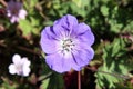 Geranium cinereum 'Ballerina' Royalty Free Stock Photo