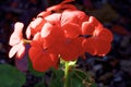 Geranium 810428