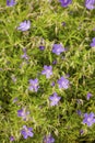 Geranium collinum `Nimbus`