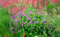 Geranium in colorful prairie flower bed with purple white and red flowers in spring lush green reminiscent of a meadow Royalty Free Stock Photo