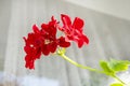 Geranium coral red. Pelargonium. Flowerbed. Garden plants. Beautiful inflorescence. Green leaves. Royalty Free Stock Photo