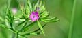 Geranium dissectum or Cut-leaved Crane`s-bill, the cutleaf geranium