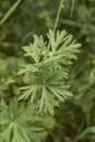 Geranium dissectum in bloom