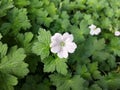 Geranium 'Dreamland'