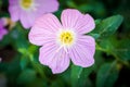 Geranium Dreamland flower