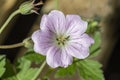 Geranium `Dreamland`