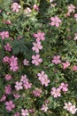 Geranium endressii  in bloom Royalty Free Stock Photo