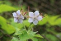 Geranium eriostemon var. reinii in Ibuki mountain, Japan