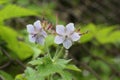 Geranium eriostemon var. reinii in Ibuki mountain, Japan