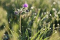 Geranium field, spring meadow, backlight. Bright spring morning