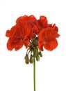Geranium flower Royalty Free Stock Photo