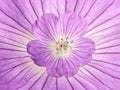 Geranium flower Royalty Free Stock Photo