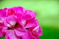 Geranium flower