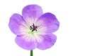 Geranium flower