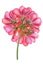 Geranium flower, back