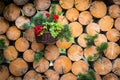Geranium flower in basket on wooden logs wall