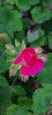 Pink geranium flower with many buds and green leaves in the garden