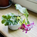 Geranium flower in bloom