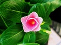 018 - Geranium Flower