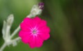 Geranium Flower Royalty Free Stock Photo