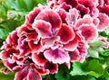 Geranium flower, close up Royalty Free Stock Photo