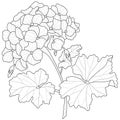 Geranium flower.Coloring book antistress for children and adults.