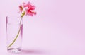 A geranium flower of coral color stands in a glass beaker with clear water against a background of a delicate coral color Royalty Free Stock Photo