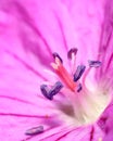 Geranium flower , cranesbill, pollen and stamen close-up shot Royalty Free Stock Photo