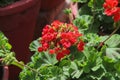 Geranium Flower Essence Royalty Free Stock Photo