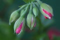 Geranium flower, Flower bud. Beautiful green versus red.