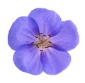 Geranium flower head Royalty Free Stock Photo