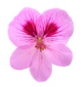 Geranium flower Royalty Free Stock Photo