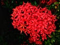 Geranium flower or ixora coccinea in low light background. Also called Viruchi, Rangan, Kheme, Ponna and others.