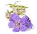 Geranium flower Royalty Free Stock Photo