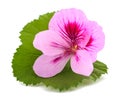 Geranium flower with  leaf Royalty Free Stock Photo