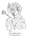 Geranium flower line art vector drawing isolated. Royalty Free Stock Photo