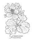 Geranium flower line art vector drawing isolated. Royalty Free Stock Photo
