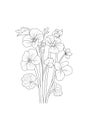 Geranium flower line art, vector illustration, hand-drawn pencil sketch, coloring book, and page, isolated on white background Royalty Free Stock Photo