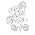 Geranium flower line art, vector illustration, hand-drawn pencil sketch, coloring book, and page, isolated on white background Royalty Free Stock Photo