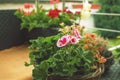 Geranium flower on the terrace. High quality photo.