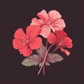 Geranium Flower Vector Illustration On Black Background
