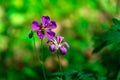 geranium flowering with honey bee collecting pollen. Geranium ibericum