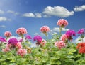 Geranium Flowers Royalty Free Stock Photo