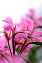 Geranium Flowers