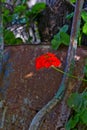 Geranium flowers blooming in a garden at spring in Kfar Glikson Israel Royalty Free Stock Photo