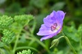 Geranium flowers Royalty Free Stock Photo