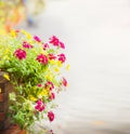 Geranium flowers on the flowerbed in the street pavement background, Select Focus, blur