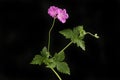 Geranium flowers and foliage against black Royalty Free Stock Photo