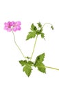 Geranium flowers and foliage Royalty Free Stock Photo